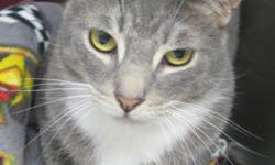 Tiger - Jericho - Medium - Adult - Male - Cat
Jericho is 3 years old and very sweet and a little bit shy. He came in with his brother Reese. His brother has found a home and this little guy would like to do the same.
Our cats are up-to-date on shots.