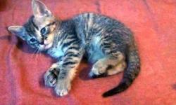 Tiger - Kathy's Kittens - Medium - Baby - Male - Cat
All adorable and all ready to conquer your heart!! See these kitties and others at http://www.animalkind.info
All our rescues are tested, altered by time of adoption, vaccinated, microchipped and come