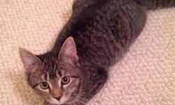Tiger - Lilly - Medium - Baby - Female - Cat
Lily is a Tiger female who was born to Grace, a beautiful gray Tiger female cat who was found abandoned on the street. A caring resident took the cat in only to discover that she was pregnant. She had the 4