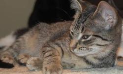 Tiger - Loosey Goosey - Barnyard 8 - Large - Young - Female
playful, sweet, and loves to snuggle
Loosey Goosey has beautiful markings. She is a grey tiger with a black head and a wide black stripe down her back. Born approx. 8/28/12, she is 1 of the