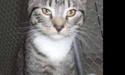 Tiger - Luigi - Medium - Baby - Male - Cat
CHARACTERISTICS:
Breed: Tiger
Size: Medium
Petfinder ID: 24392855
ADDITIONAL INFO:
Pet has been spayed/neutered
CONTACT:
Chemung County Humane Society and SPCA | Elmira, NY | 607-732-1827
For additional