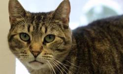 Tiger - Maizy - Medium - Adult - Female - Cat
Maizy is so sad after losing the only family she's ever knows. Maizy is eight years old and this sweet cat is hoping will once again love her forever and always. Because Maizy is a little older she is