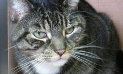 Tiger - Mamas - Medium - Adult - Female - Cat
(No. 810) My name is Mamas and I'm a 10 year old female tiger with white on my feet and under my chin. I have pretty light green eyes and I'm declawed in the front. I came to the shelter already spayed and