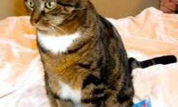 Tiger - Matt - Medium - Adult - Male - Cat
Matt and Dave were brought to us under dire circumstances, when their owner?s home was destroyed during Superstorm Sandy. Buried under the rubble, they were pulled to safety. Still afraid and a bit shy from the