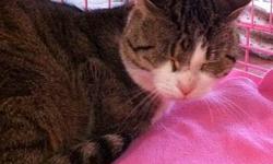 Tiger - Miss Meow - Medium - Young - Female - Cat
This gentle cat was found severely injured, probably from a run-in with a car. She is recovering well from her injuries, and should be available for adoption very soon. She is about 3 years old, and a very
