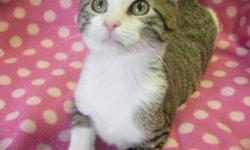 Tiger - Nugget - Medium - Young - Male - Cat
My name is Nugget and I came to the shelter as a stray in August 2012. I am a 4 month old male. I am a very sweet boy and I love to play with other cats! I am neutered!!!
Adoption Process: HAHS has an adoption