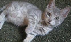 Tiger - Orion - Medium - Baby - Female - Cat
Female Tiger kitten - a fun, healthy baby - ready to play in her permanent home. Her brother was adopted and now it's her turn!
See this kitty and others at http://www.animalkind.info
All our rescues are