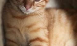Tiger - Rudy, Joyful Orange Tiger Kitten - Medium - Young - Male
Rudy and his three sisters were rescued with their feral mother in Brooklyn several months ago. Rudy is a healthy, gregarious and happy-go-lucky boy who doesn't walk if he can run, and never