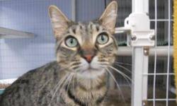 Tiger - Sabres - Medium - Adult - Female - Cat
CHARACTERISTICS:
Breed: Tiger
Size: Medium
Petfinder ID: 25204429
ADDITIONAL INFO:
Pet has been spayed/neutered
CONTACT:
Chemung County Humane Society and SPCA | Elmira, NY | 607-732-1827
For additional