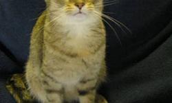 Tiger - Sara - Medium - Adult - Female - Cat
My name is Sara and I came to the shelter as a stray in August 2012. I am an adult female. I am a laid-back girl
Adoption Process: HAHS has an adoption application that you can fill out if you are interested in
