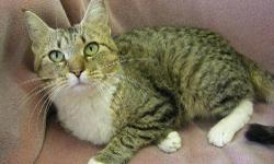 Tiger - Sarah - Medium - Adult - Female - Cat
My name is Sara and I came to the shelter as a stray in August 2012. I am a 2 year old female. I am a very easy-going girl and I love the company of other cats.
Adoption Process: HAHS has an adoption