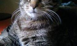 Tiger - Sheldon - Extra Large - Senior - Male - Cat
Hello! I'm Sheldon - a 10 year old stunning MUSH. I will follow you around EVERYWHERE (even the bathroom, so deal with it!), I insist on either being on your lap or next to you on the couch, and I LOVE
