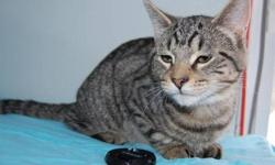 Tiger - Tictac - Medium - Young - Female - Cat
CHARACTERISTICS:
Breed: Tiger
Size: Medium
Petfinder ID: 25381300
CONTACT:
North Country Animal Shelter | Malone, NY | 518-483-8079
For additional information, reply to this ad or see: