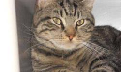 Tiger - Walsh - Medium - Adult - Male - Cat
CHARACTERISTICS:
Breed: Tiger
Size: Medium
Petfinder ID: 25204219
CONTACT:
Chemung County Humane Society and SPCA | Elmira, NY | 607-732-1827
For additional information, reply to this ad or see:
