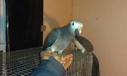 hi i have here some beutifull hand raise timneh/congo african grey parrot . they are 5 month old.these birds are capable of talking and doing tricks . if your interested reaply to me asap before there are all gone.
Ps i also deliver.