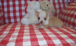 I have 2 very tiny male toy chihuahua puppies available..They were born December 16,2012 ( 7 weeks old )..Both puppies will have 1st shots,be dewormed and vet checked..I have both parents here mom weighs 4 and a quarter pound and dad weighs 5 pounds..The
