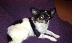 Tiny long haired Tri colored Chihuahua. She is 10 months old. She is maybe 4 pounds. Sweet, friendly, playful, spunky, and loves to cuddle. Awesome pedigree. She is Grand Champion Sired and Grand Champion Damed. She has all of her shots. She is pee pad