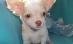 Tiny long coat white/cream male. born 5/28/14. Vet checked, where he received first shots and preventative worm med. born and raised in my living room as Mom lives in the house with us, not kenneled. Comes with puppy pack including food, vet record , AKC