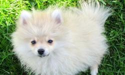 READY FOR ADOPTION NOW ,SEVERAL TINY ADORABLE FEMALE POMERANIAN PUPPIES FROM AKC PARENTS. RAISED WITH TLC AND HOLISTIC SUPER PREMIUM FOOD. HAVE 1 YR OLD CHOCOLATE PARTI GIRL , PET ONLY, TOO TINY FOR BREEDING "TRUFFLE" JUST UNDER 4 LBS. ALSO 3 LB WHITE LUV