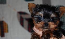 Very tiny AKC Yorkshire Terrier male puppies . They are 16 weeks old 1 lb 2.5 oz..& 1 lb 5 oz. Vet exam and health cert. Ready now. $1250.00