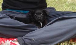 Adorable..... Will be 8-10 lbs full grown.... Mom and dad both present... Parents are both 8-9 lbs.. 1 female. 4 males. Dad is a chug ( chihuahua /pug.) Mom is Jack Russell /chihuahua. All very healthy playful loving pups.