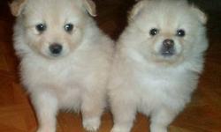 We have 2 very tiny very cute Pomeranian puppies. 8 weeks old and ready to go. They are cream colored. 1 male and 1 female. They will be pretty small when full grown.
First shots and deworming up-to-date