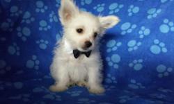 Tiny is listed at $1250 pet or $1800 with breeding rights. He is Charting to be 3.5lbs as an adult. He is an ee blonde that carries parti and potentially chocolate (mom carries chocolate). In addition to being adorable loving and playful- he has great