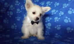 Tiny is listed at $2400 pet or $3000 with breeding rights. He is Charting to be 3.5lbs as an adult. He is an ee blonde that carries parti and potentially chocolate (mom carries chocolate). In addition to being adorable loving and playful- he has great