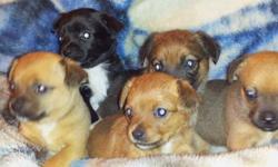 Chihuahua/pug/jack russell puppies......1st shot/wormed playful fiesty little dolls..... ready for their new homes..... This ad was posted with the eBay Classifieds mobile app.