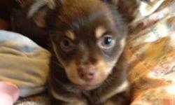 10 weeks old baby Teacup longcoat Chihuahua pup, tiny tiny teacup
I'm truly a pocket pet!!
Im a tiny petite little bundle of love, I love to play tug-a-war and will fall asleep in your arms as you rub my belly... if you sit down that's my invitation to