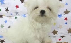 Tiny teacup Maltese female 20 ozs. ready for her new home ,Vet check ,UTD on shots,DOB 3/24/13 ....White with Black Points ,very thick hair an short little legs an nose...looking to be 3 -3 1/2 lbs. full grown ,mom and dad here ...she is a very quite laid
