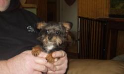 Male, chihuahua poodle mix, 16 weeks old. Is going to be tiny. Vet references is a must and price is firm.