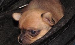 tiny male chihuahua ready to go. birthday 9 16 14 . he has been to the vet, had his first set of shots and been dewomed. he will be in the 4 lb range. mom is 4 lbs dad is 3.5 both here for you to meet. www.howefarmschihuahuasandminis.com