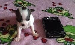 I have a cute little short haired "teacup", male Chihuahua that will be ready for his new home in about 8 weeks. His parents are registered so he can also be if the new owner chooses to do so. Mom is 7 pounds, dad is 4 pounds and both are on site. I am