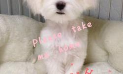 -super tiny 4 months pure maltese baby boy
-finished all shots
-love people
-needs a new warm family
-both parents are small and tiny, has great bloodline
-contact asap, will go fast
please visit our facebook page--https://www.facebook.com/minibabydoggy
