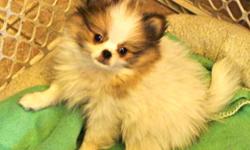 Harrison is a delightful, adorable cross of Japanese Chin and Pomeranian. Mom is an 8 lb chin and dad is a 4.5 lb pomeranian. He is staying very small. He has 2 puppy shots/ vet exams and has been raised in our home with lots of TLC in a smoke free