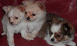 Mom is a purebred 5 pound Pom and dad is a purebred 4 pound long coat Chihuahua. They are 8 weeks old on 11/20. Will come with health certificate, first vaccinations and anti-parasitic. Male Parti color is $500 and the other 2 are $450 (boy, girl) female
