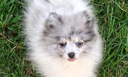 Adorable healthy tiny pom puppies. DOB 12/01/13. 2 girls 1 boy available. Parents are both AKC registered. Black and white boy "Horton" will be approx 5-7 lbs at maturity.He is on sale for $450. Damask is a tiny girl will be about 4 lbs grown. Chambray
