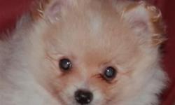 PRETTY POOCH PUPPIES IS PROUD TO PRESENT FOR YOUR CONSIDERATION THIS MAGNIFICENT LITTLE BOY CHIHUAHUA AND THESE GORGEOUS POMERANIAN PUPPIES! THERE IS ONE FEMALE POM AND A MALE POM AND A MALE CHI AVAILABLE NOW. THE CHI WEIGHED 26 OUNCES AT 11 WEEKS OLD AND