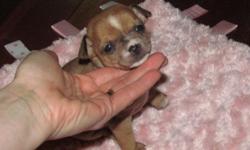 i have several litters of chihuahua puppies. normally when we bred 3 or 4 females, one takes, this time they all did! so we have 11 puppies in all. they range in size( from the tiniest 2 lb as an adult, to standard 6 lbs) and price.(450.00 ~900.00) you