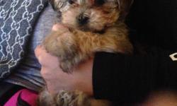 Here is a gorgeous teddy bear golden morkie ready to go May 7th..Will have all first shots and deworming. He will only be 3-4lbs full grown, both his parents are in home and are 4lbs. Highly intelligent already using the pee pads. Ready to find his new