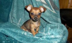 This little girl is a very tiny petite little girl and will be a tiny adult, I estimate in the 4lb range she is Tan/black, she is a real sweetheart and a little kisser.
Mom is one of my little silver dapple Chiweenies weighting 4lb and Dad is an AKC