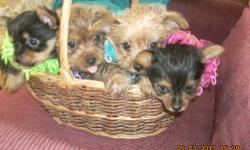 I have a litter of yorkie mix puppies born June 4th ready to go July 30 th. They have had their tails dock and dew claws done, been vet checked first shots go for second shots on the 24th. They are socialized there are 2 boys and 2 girls a deposit will