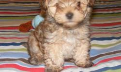 Tiny male yorkiepoo puppy very cute and playful
born Feb 23 2014 is 8 weeks old ready to go will make a very nice pet
will have 1st shots and wormed and vet checked