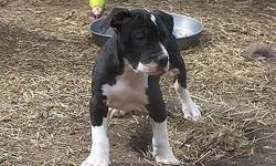 One Female available pictured Below at 8 wks.
First shots and all de-worming complete.
www.tufnufkennels.com
Call 315 564-6491or text 315 481-6420
Picture 1 Female
Picture 2 Dam
Picture 3 Sire