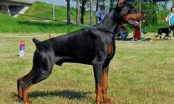 COME SEE US AT WWW.TODICSCLASSICDOBERMANS.ORG TO CHECK OUT WHAT WE HAVE AVAILABLE. wE SPECIALIZE IN TOP EUROPEAN WORKING DOGS!!! WE HAVE DOGS FROM THE TOP EURO KENNELS IN THE WORLD SANT KREAL, BETELGES, DI CARESSI AS WELL AS OTHERS!! WE ONLY PRODUCE THE