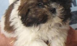 These handsome male Shih Tzu puppies are ready for their new loving homes. They have been vet-approved, vaccinated and wormed. They go to their new homes with toys and food.
We have 3 puppies, ready January 28th, who are dark liver, mahogany in color. The