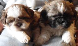 We have quality Shih Tzu puppies available to their new loving homes. One litter will be ready on December 19th, others will be ready December 27, and early January 2015.
Each parent comes from bloodlines we have nurtured for over 20 years, with no