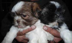 We have several male and female Shih Tzu puppies ready for their new homes from mid-December to mid-January. The puppies are vet-approved, vaccinated and wormed. Parents are on premises, going back several generations in our breeding. Parents have no