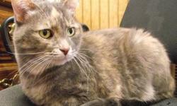 Torbie - Margaret - Medium - Adult - Female - Cat
Margaret is a beautiful Dilute Tortoiseshell/Tabby (Dilute Torbie) that was found as a stray and brought into our shelter from here in Saranac Lake. We believe she is ~5-6 years old, and sadly no one ever